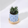 Shop Haworthia Succulent Plant