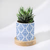 Haworthia Succulent Plant Online