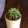 Gift Haworthia Turgida Customized with logo and Name