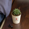 Haworthia Turgida Plant Customized with logo