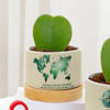 Gift Heartfelt Valentine's Day Hoya Plants With Planters