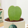 Shop Heartfelt Valentine's Day Hoya Plants With Planters