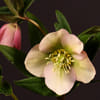 Helleborus Queens Light Pink (Bunch of 10) Online