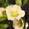 Helleborus Queens White (Bunch of 10) Online