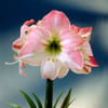 Hippeastrum Apple Blossom (Bunch of 10) Online
