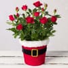 Hollyshine Santa Rose Delight Online