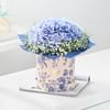 Gift Hydrangea Bliss And Berry Treat
