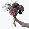 Hydrangea for Fall 240418