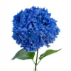 Hydrangea Macro Pimpernel (Bunch of 5) Online