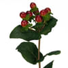 Hypericum Inodorum Magical Seasons (Bunch of 10) Online
