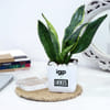 Gift IGP x IKKIS Official Merch Snake Plant