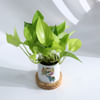 Buy Independence Day Money Plant And Planter