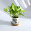 Shop Independence Day Money Plant And Planter