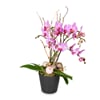 Indoor plant 'Magical Noble' orchid