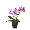 Indoor plant Pink Dream orchid