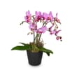 Indoor plant Pink Dream orchid