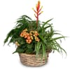 Indoor plant pot 'Symphony of plants'