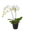 Indoor plant White Dream orchid