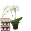 Indoor plant 'White Dream' orchid with Bee-Family honey gift