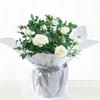 Ivory Whisper Rose Christmas Plant