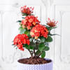 Gift Ixora Flower Plant in Textured Plastic Planter