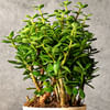 Gift Jade Mini Plant Customized with Logo and Name