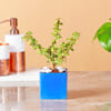 Buy Jade & Money Plant in Rectangular Ceramic Pot