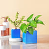 Jade & Money Plant in Rectangular Ceramic Pot Online