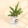 Gift Jade Plant In A Designer Diamond Planter for Mom