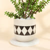 Buy Jade Plant In A Designer Diamond Planter for Mom
