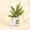 Jade Plant In A Designer Diamond Planter for Mom Online