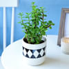 Gift Jade Plant in Classy Planter