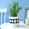 Buy Jade Plant in Classy Planter