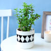 Jade Plant in Classy Planter Online