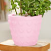 Buy Jade Plant In Concrete Heart Planter