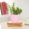 Jade Plant In Concrete Heart Planter Online