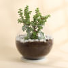 Jade Plant in Round Glass Vase Online
