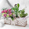 Gift Jade Plant, Peace Lily & Rose Bouquet Basket