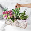 Buy Jade Plant, Peace Lily & Rose Bouquet Basket