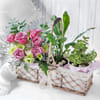 Jade Plant, Peace Lily & Rose Bouquet Basket