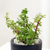 Shop Jade Plant with Clay Planter for Dad
