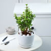 Gift Jade Plant With Planter