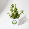 Gift Jade Plant With Plastic Pot