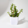 Jade Plant With Plastic Pot Online