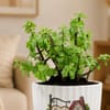 Buy Jade Plant with Plate