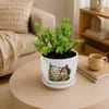 Shop Jade Plant with Plate