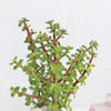 Shop Jade Plant With Pot And Chocolate