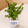 Gift Jade Plant with Pot & Chocolate Combo for Father's Day