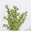 Shop Jade Plant with Pot & Chocolate Combo for Father's Day
