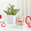 Jade Plant With Self-Watering Planter And Mini Teddy Bear Online